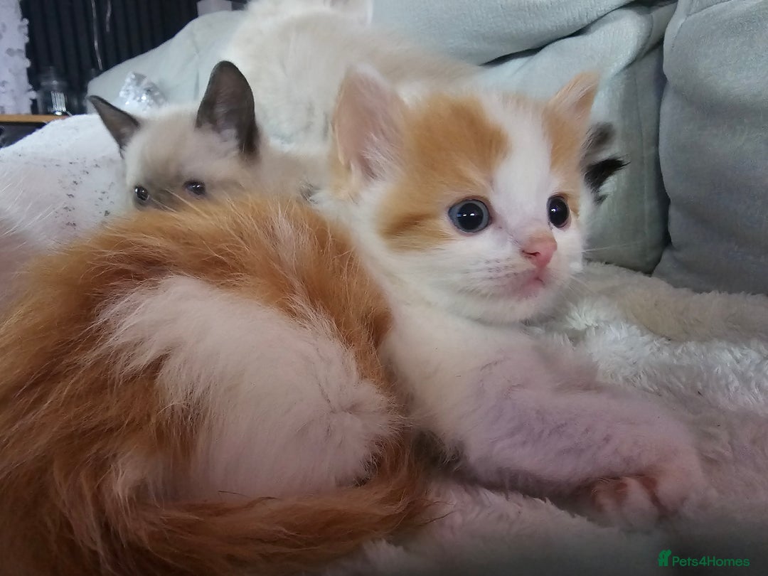 Ragdoll cats for sale: Soo cudly and playfull, two litters! - Advert 28