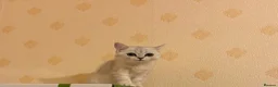 British Shorthair cats for sale: BSH silver point kitten  - Advert 2