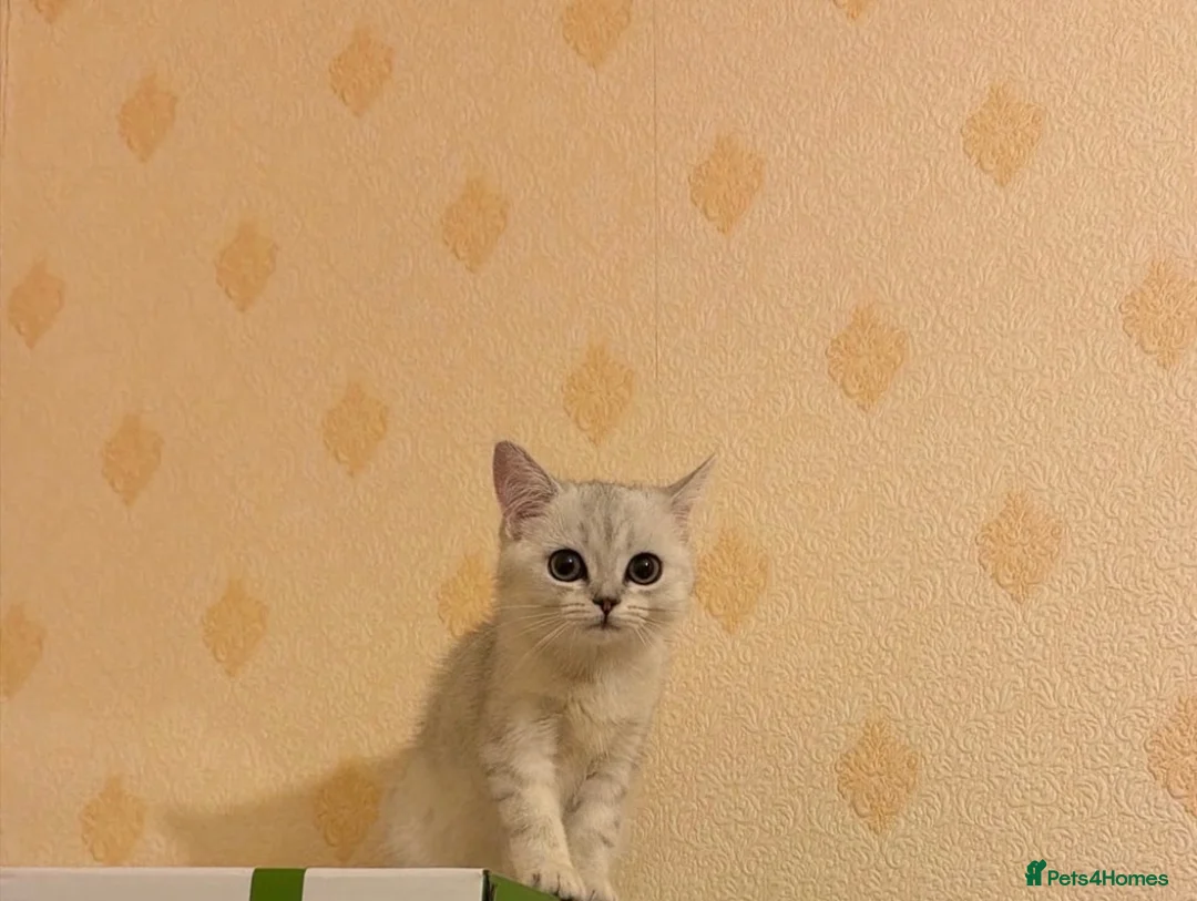 British Shorthair cats for sale: BSH silver point kitten  - Advert 2