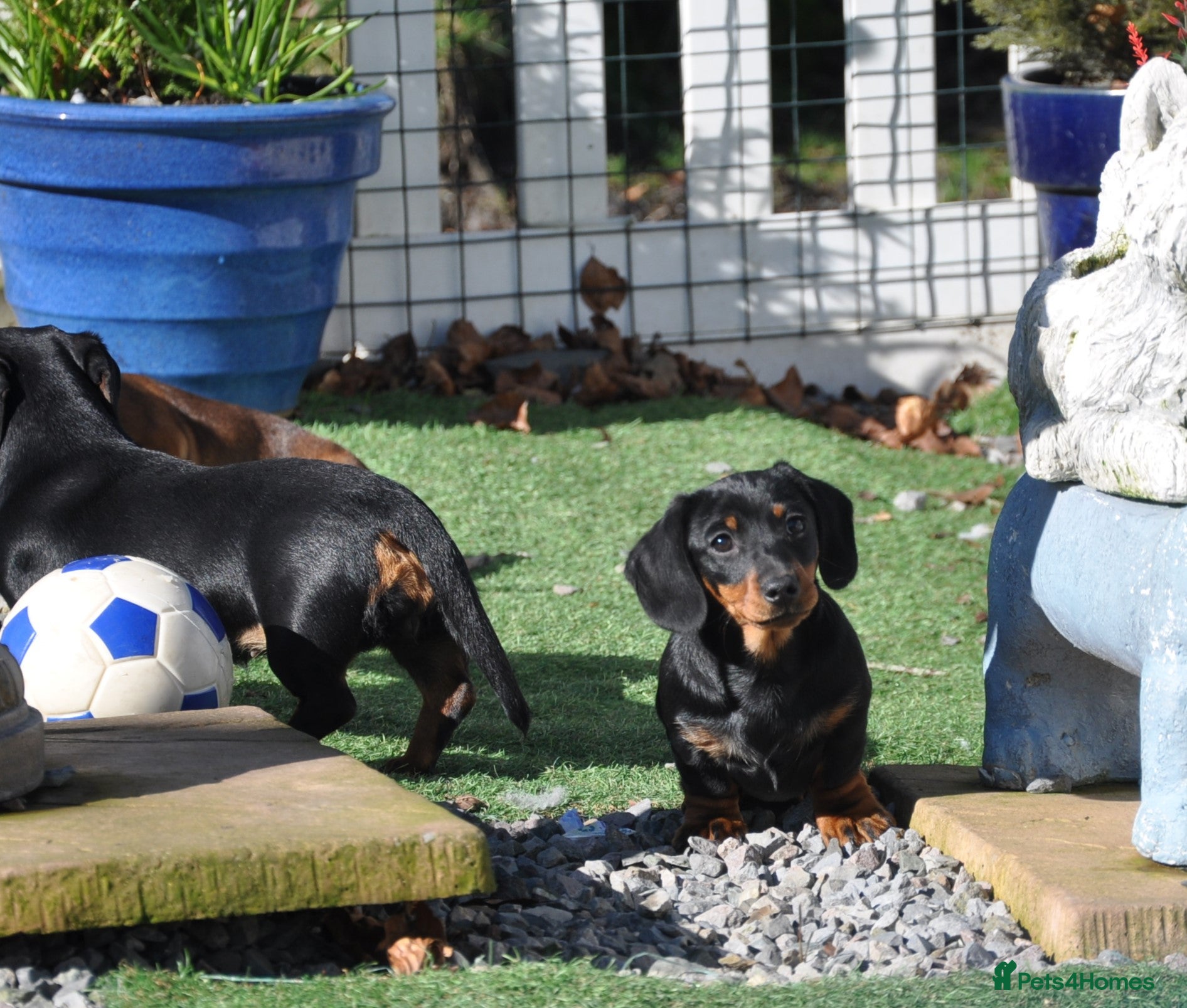 Dachshund dogs Kennel Club Mini Smooth Dachshund Puppy Girls - Advert 3