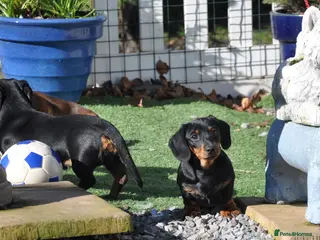 Dachshund dogs Kennel Club Mini Smooth Dachshund Puppy Girls - Advert 4
