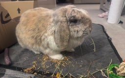 Mini Lop rabbits for sale: Looking for new home  - Advert 3