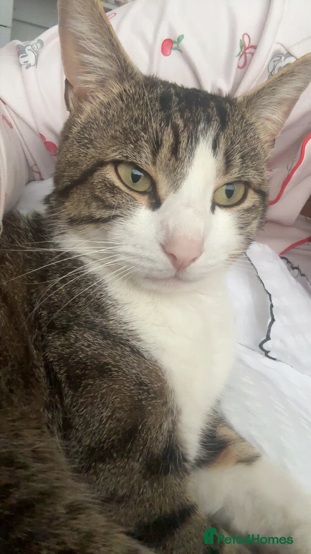 Mixed Breed cats for sale: Male cat 2 year old  in Huddersfield - Advert 3