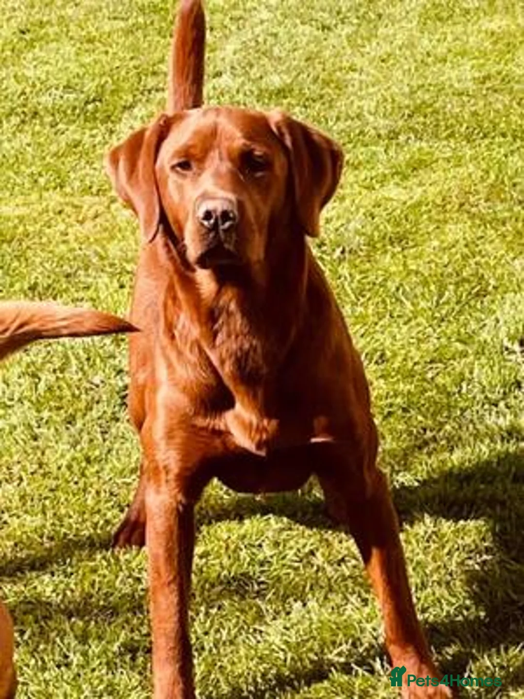 Labrador Retriever dogs for sale: Stunning KC Black and Red Labrador Puppies  - Advert 5