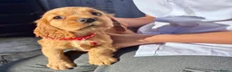 Cocker Spaniel dogs for sale: ❤️ Beautifull puppies available ❤️ - Advert 16