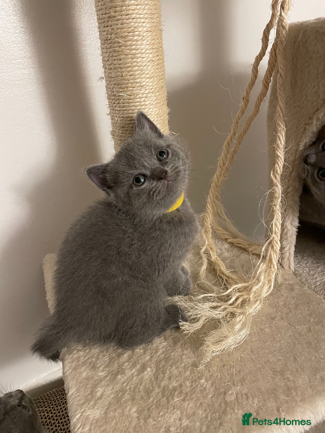 Scottish Fold cats for sale: PURE BREED SCOTTISH FOLD KITTENS 🐾 - Advert 15