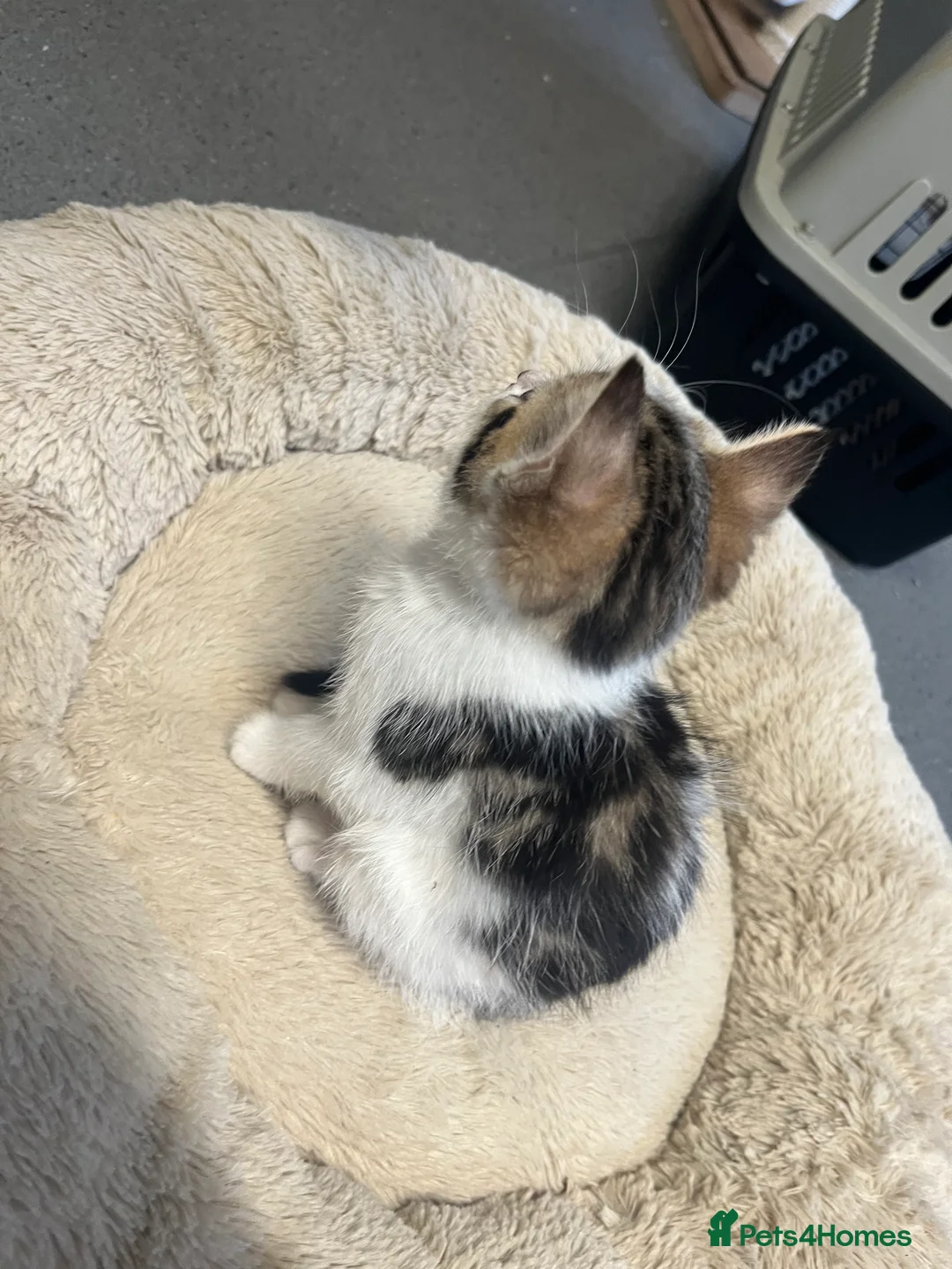 Mixed Breed cats for sale: Stunning 8 week old Mixed Breed Female kittens - Advert 6