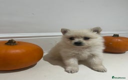 Pomeranian dogs for sale: Pomeranian - Image 9