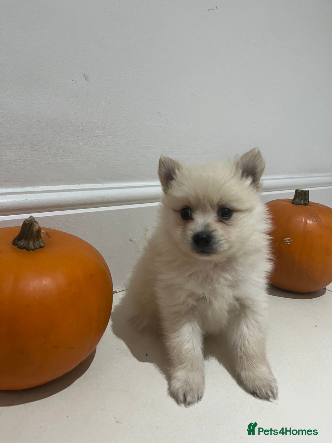 Pomeranian dogs for sale: Pomeranian - Image 9