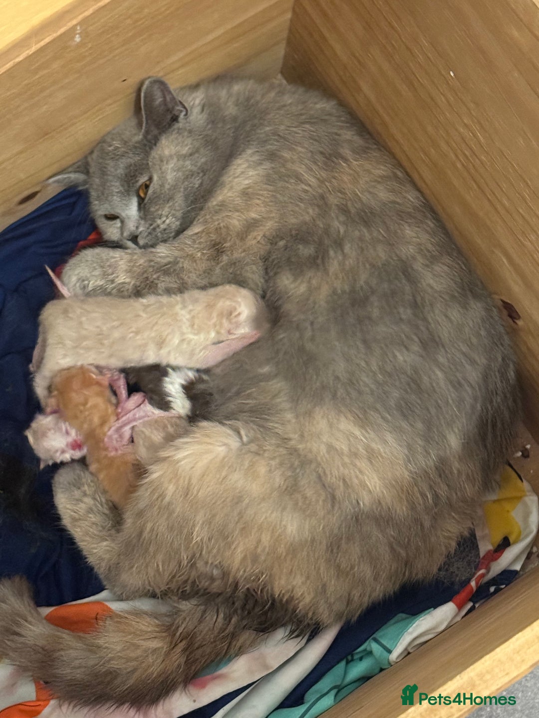 British Shorthair cats for sale: Fully vaccinated pure British shorthair kittens - Image 10