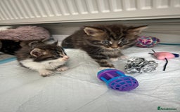 Maine Coon cats for sale: Gorgeous Maine Coon Cross Kittens - Image 12