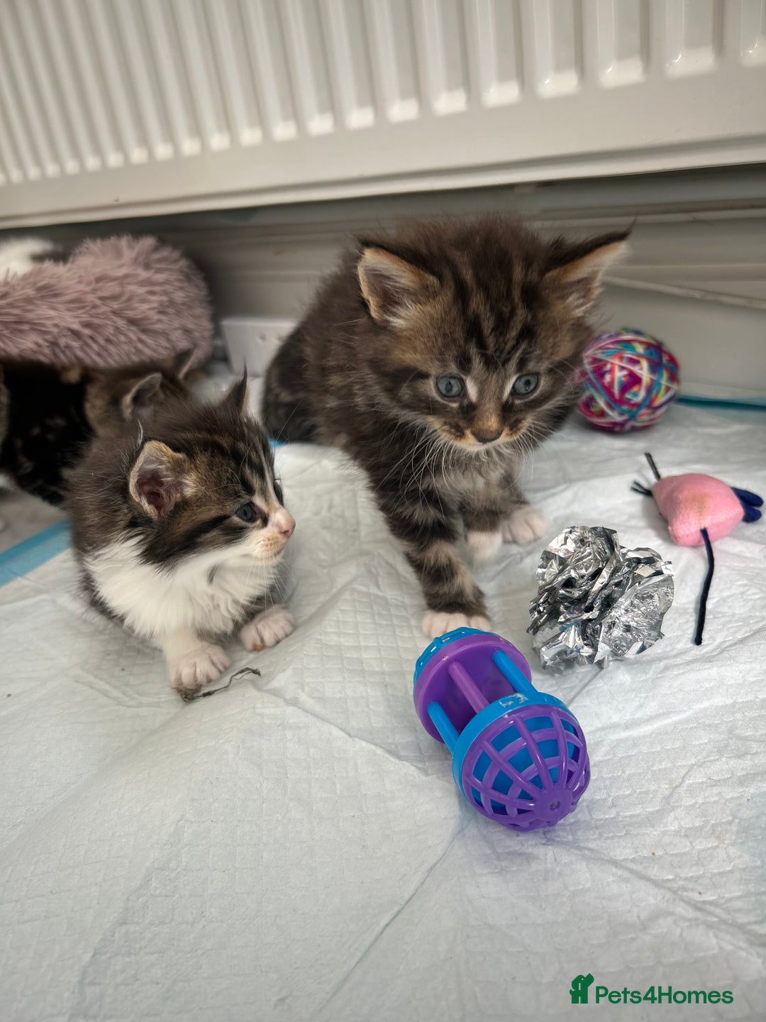 Maine Coon cats for sale: Gorgeous Maine Coon Cross Kittens - Image 12