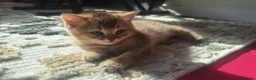 British Shorthair cats for sale: Adorable playful kittens ready to be loved 💕  in Newbury - Advert 10