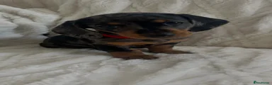 Miniature Dachshund Puppy 1