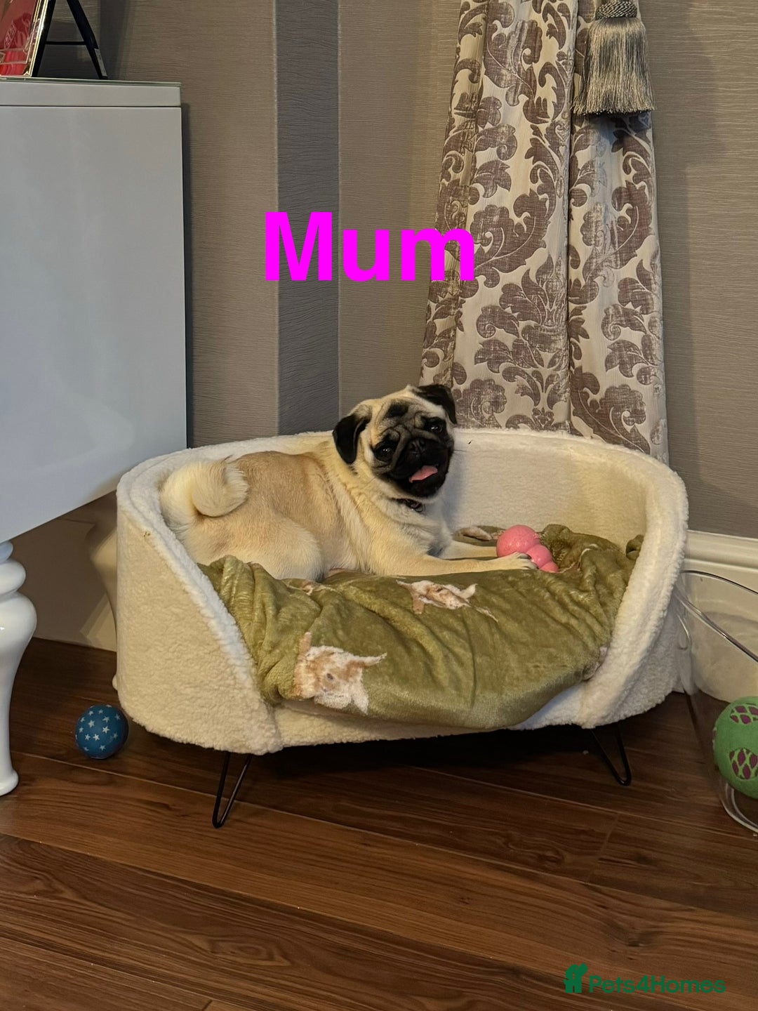Pug dogs for sale: Gorgeous girl pugs in Rochester - Image 18
