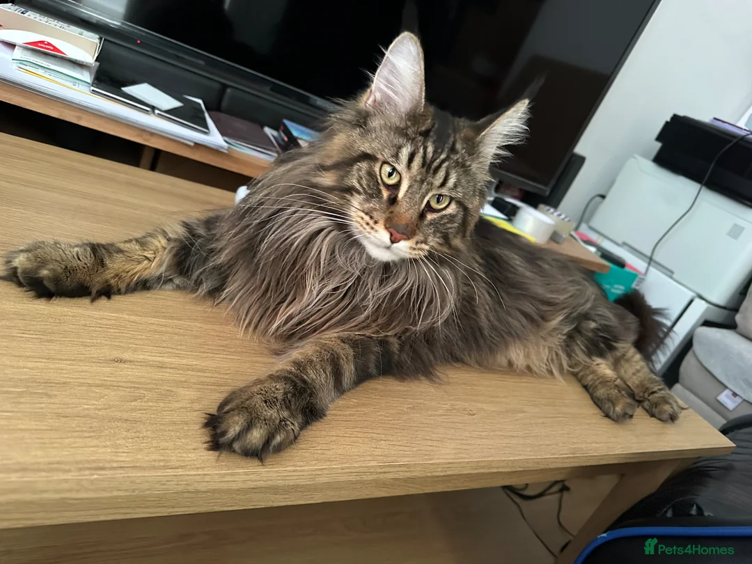 Maine Coon cats for stud: MainCoon For Stud - Advert 1