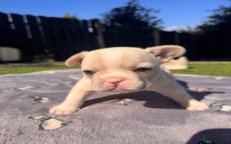 French Bulldog dogs for sale: KC FRENCH BULLDOG PUPPIES - READY NOW - Image 27