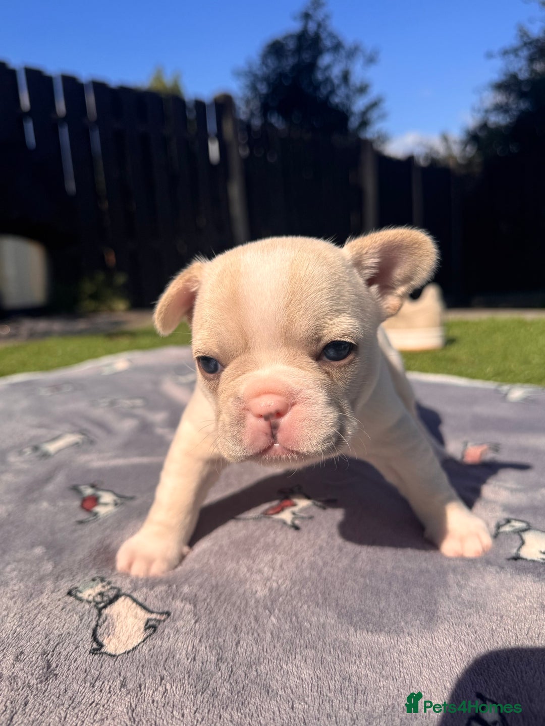 French Bulldog dogs for sale: KC FRENCH BULLDOG PUPPIES - READY NOW - Image 27