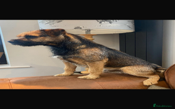 Border Terrier dogs for sale: 🐾 fantastic Border Terrier  - Image 18