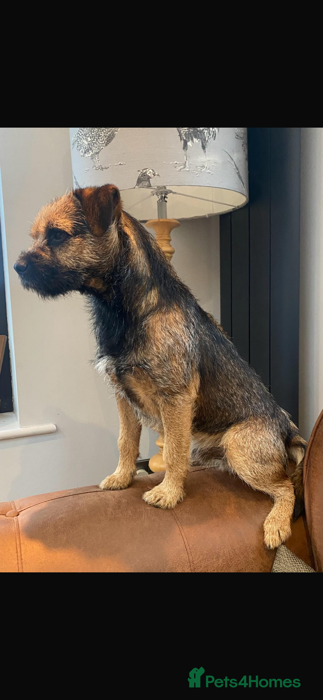 Border Terrier dogs for sale: 🐾 fantastic Border Terrier  - Image 18