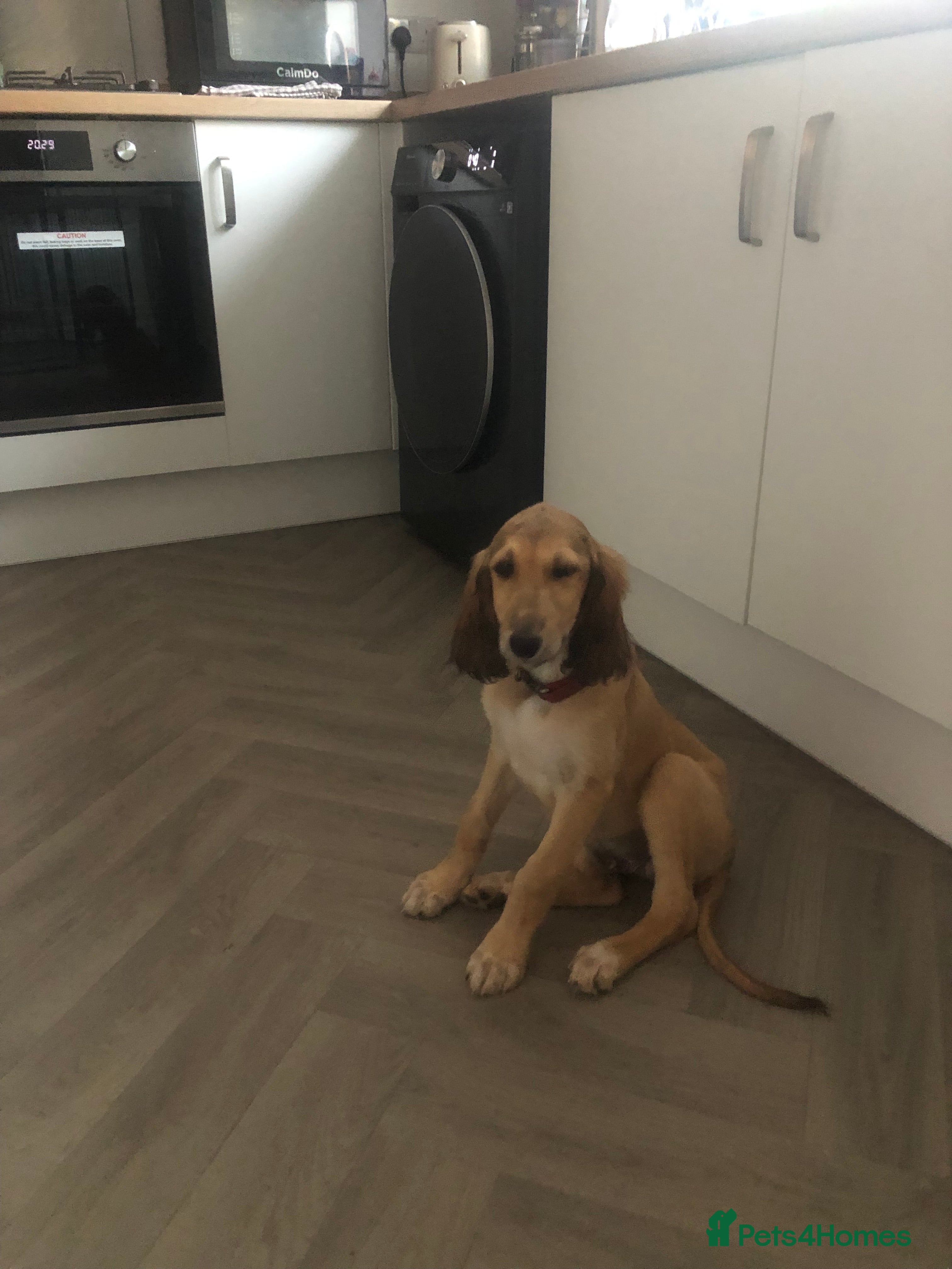 Saluki dogs 2 VERY HANDSOME SALUKI BOY'S 100% - Advert 2
