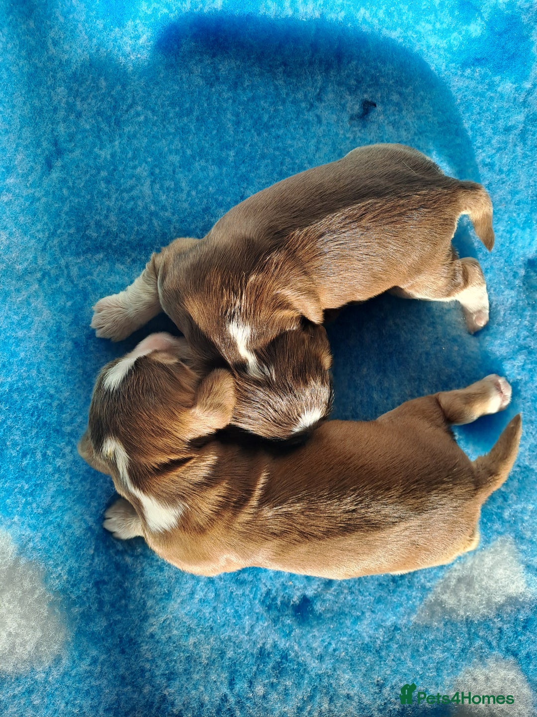 Cocker Spaniel dogs for sale: Quality Show Cocker Spaniel Puppies  - Advert 1