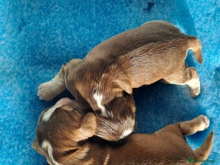 Cocker Spaniel dogs Quality Show Cocker Spaniel Puppies - Advert 1