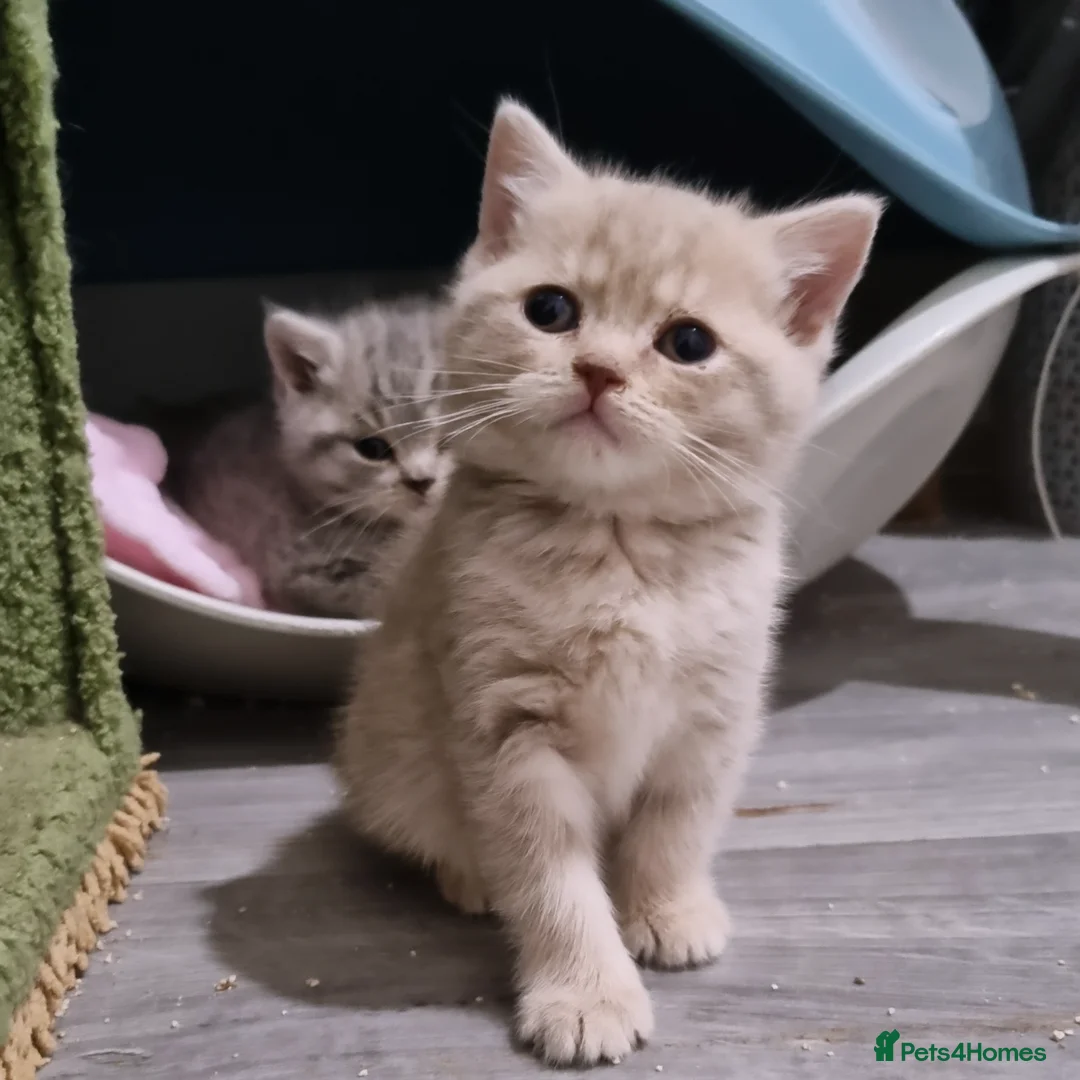 British Shorthair cats for sale: Blue & stripy, boys & girls ava British shorthairs in Eastbourne - Image 23