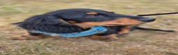 Miniature Dachshund dogs for sale: Miniature long haired black and tanned dachshund  - Advert 4