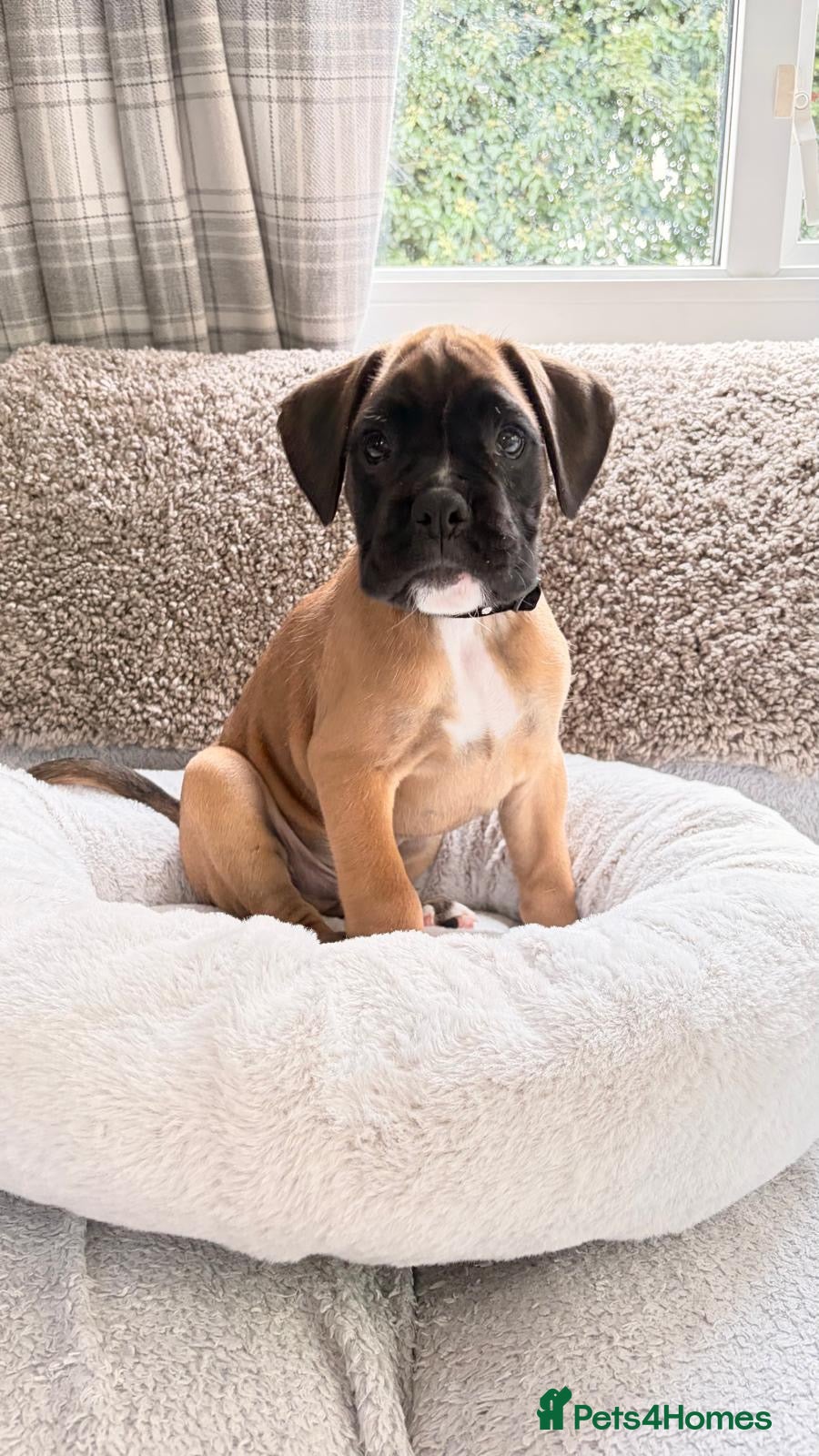 Boxer dogs Boxer lovers only  - Advert 1