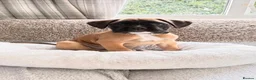 Boxer dogs for sale: Boxer lovers only  in Worcester - Advert 4