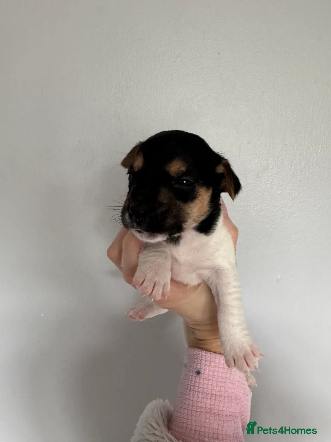 Jack Russell dogs for sale: Jack Russell pups - Advert 2