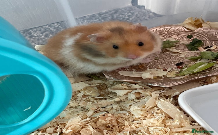 Hamster rodents - Advert 8