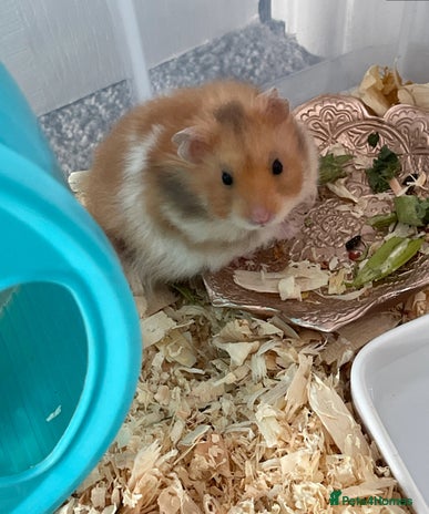 Hamster rodents - Advert 19
