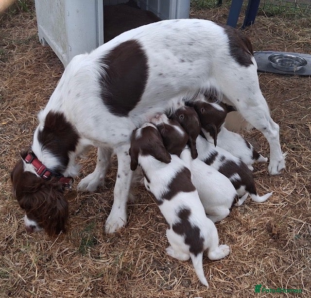 Springador dogs Meet the Family - Advert 2