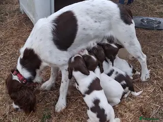 Springador dogs Meet the Family - Advert 1