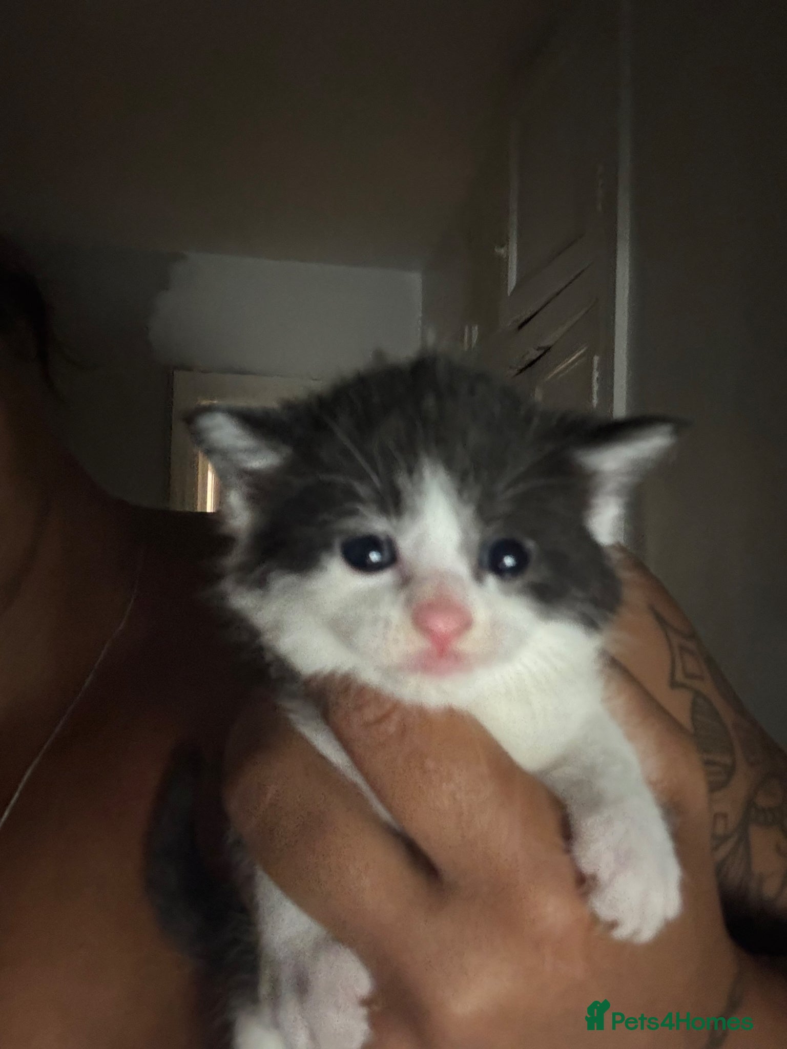 Mixed Breed cats for sale: Mixed Russian blue  - Advert 2