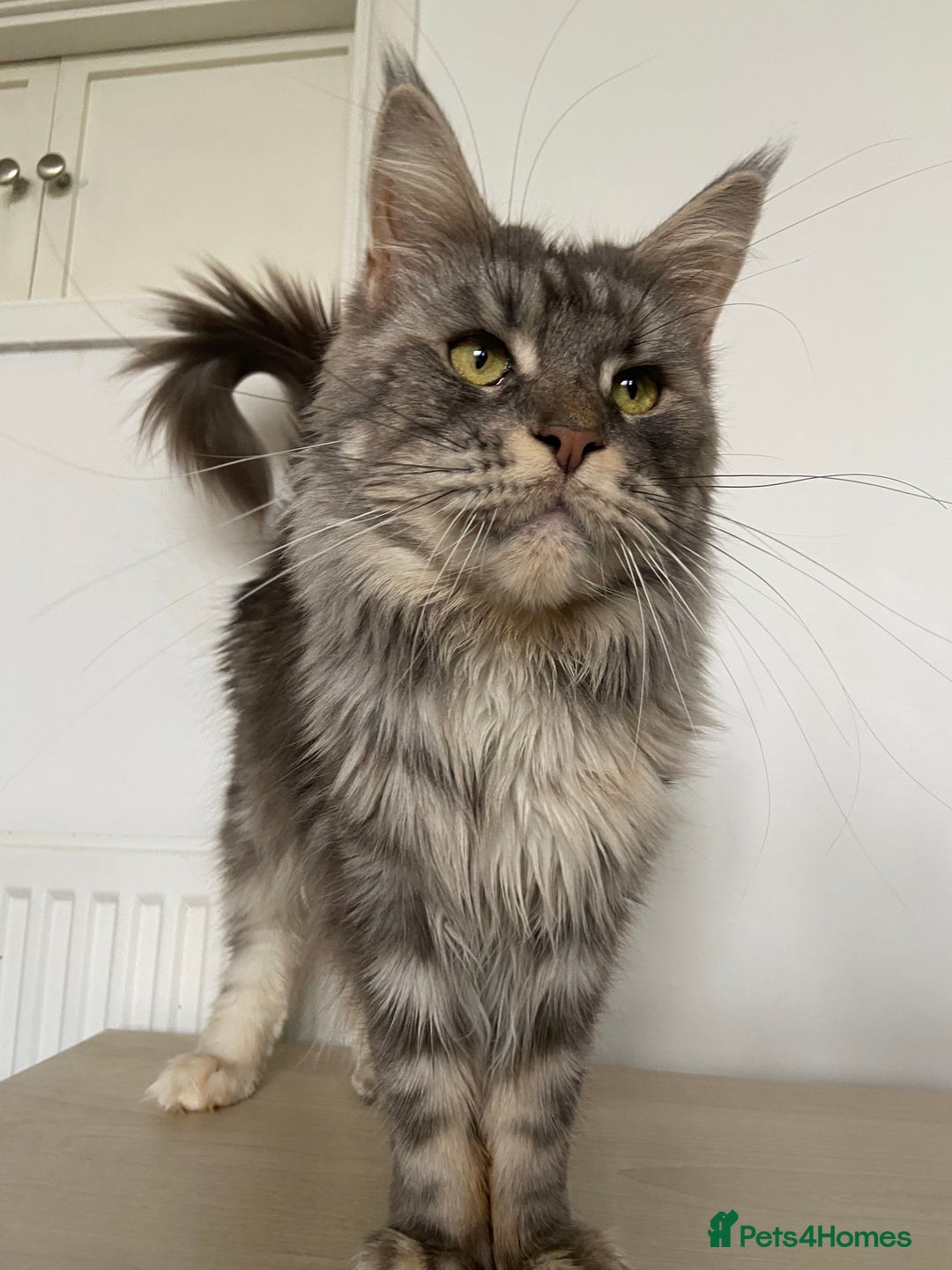 Maine Coon cats for sale: TICA Active Registered Maine Coon Queen  - Advert 1