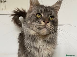 Maine Coon cats TICA Active Registered Maine Coon Queen - Advert 2