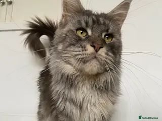 Maine Coon cats TICA Active Registered Maine Coon Queen - Advert 5