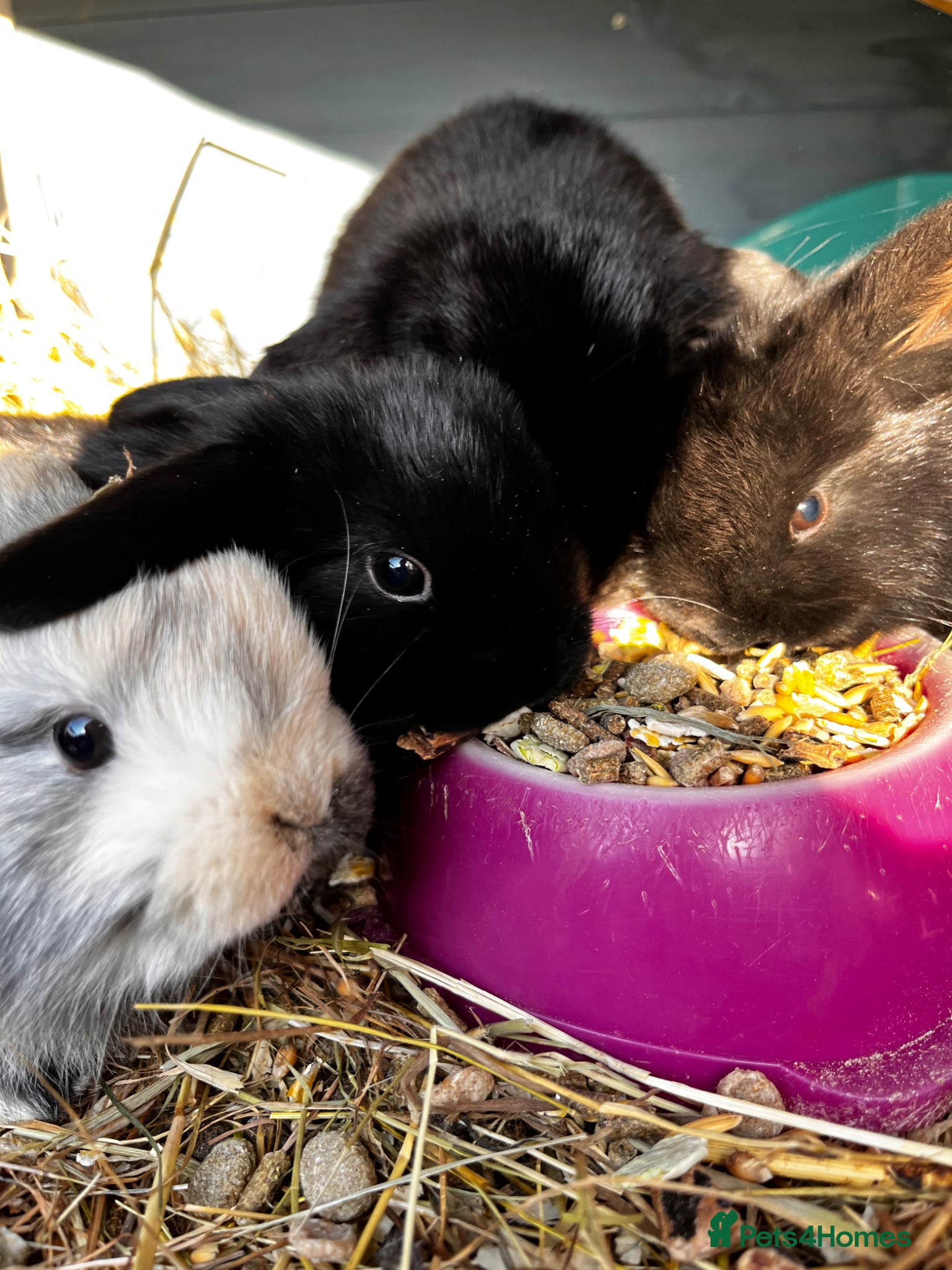 Mini Lop rabbits mini lop babies  - Advert 9
