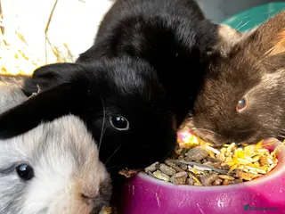 Mini Lop rabbits mini lop babies - Advert 9