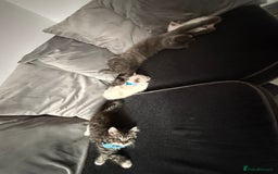 British Shorthair cats for sale: Beautiful BSH 2 male 1 female  - Image 11