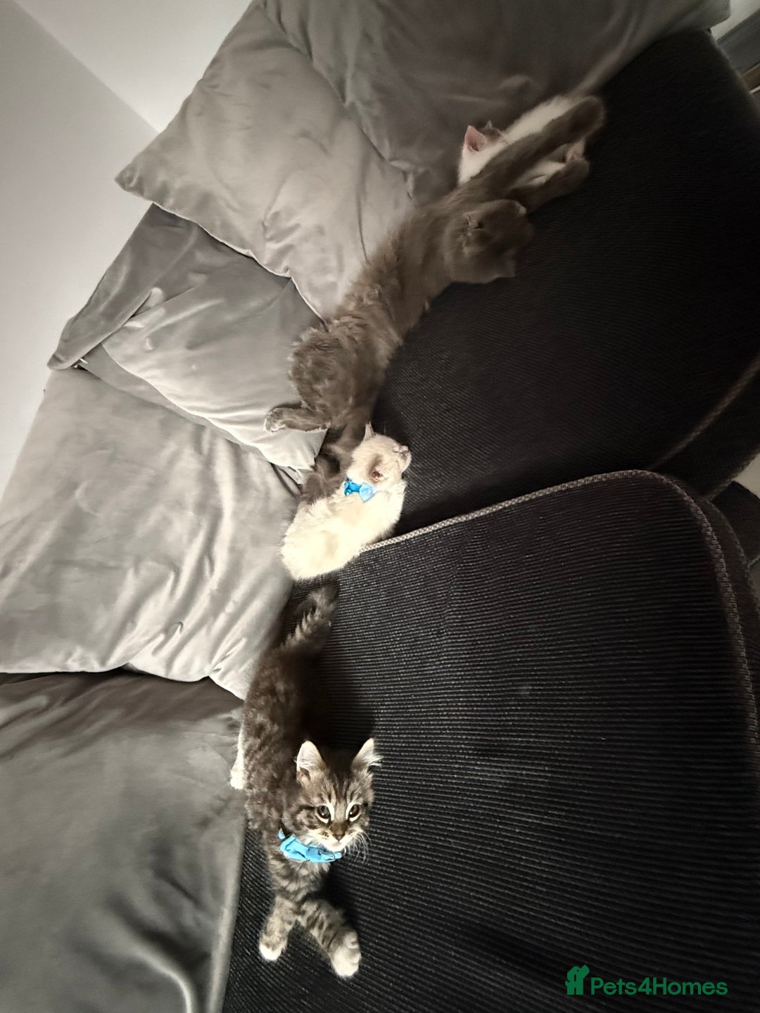 British Shorthair cats for sale: Beautiful BSH 2 male 1 female  - Image 11