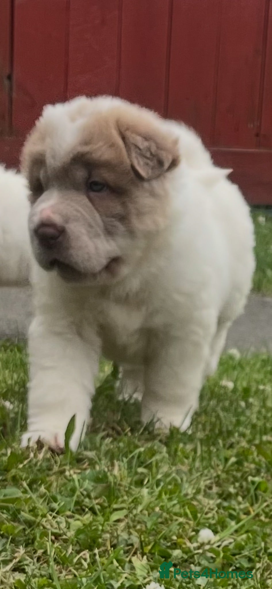 Shar Pei dogs Beautiful flower bears kc  - Advert 2