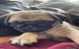 Pug dogs for sale: Cute little female pug  - Image 3