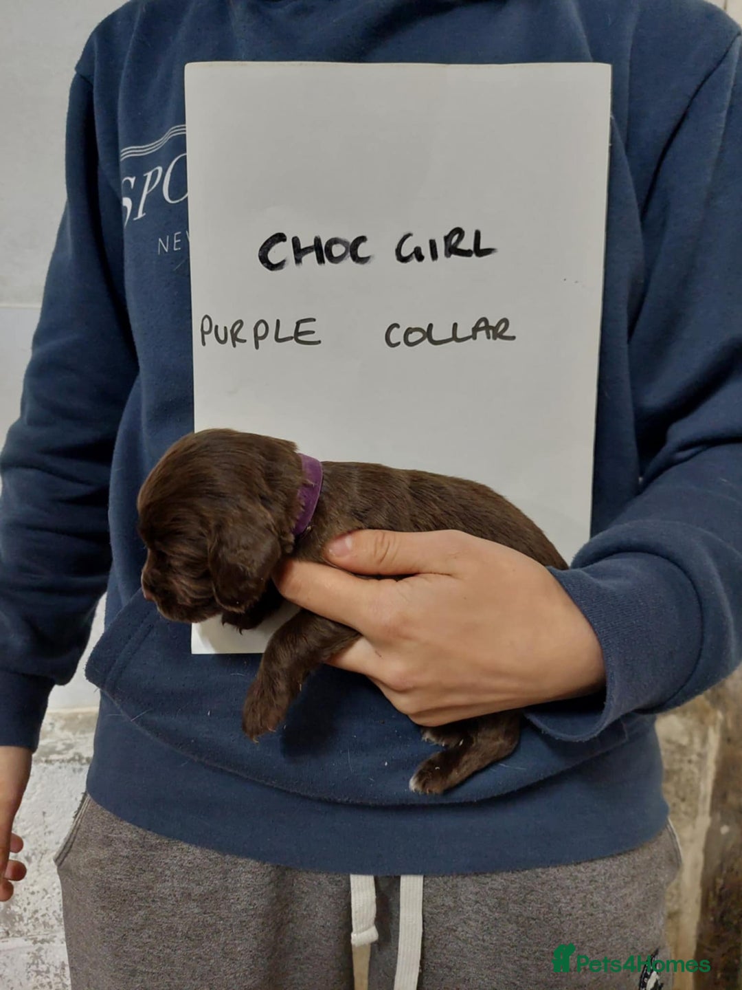 Sprocker dogs for sale: Sprocker ( Springer x Cocker ) pups for sale - Image 19