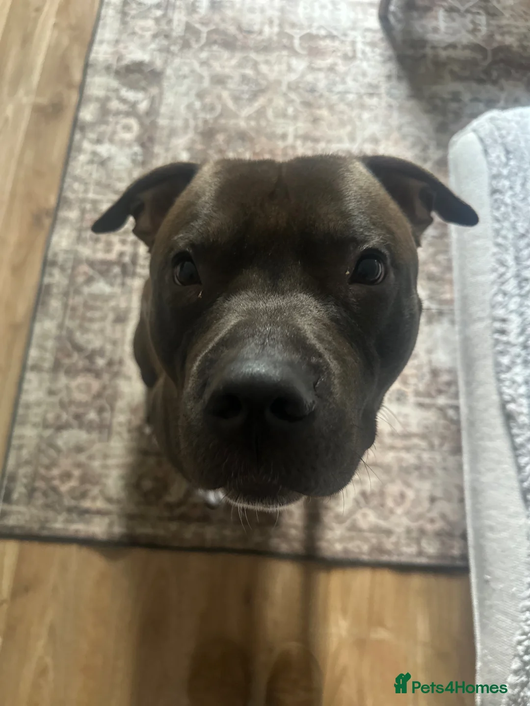 Mixed Breed dogs for sale: Staffordshire cross Lurcher  - Advert 1