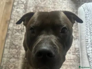 Mixed Breed dogs Staffordshire cross Lurcher - Advert 9