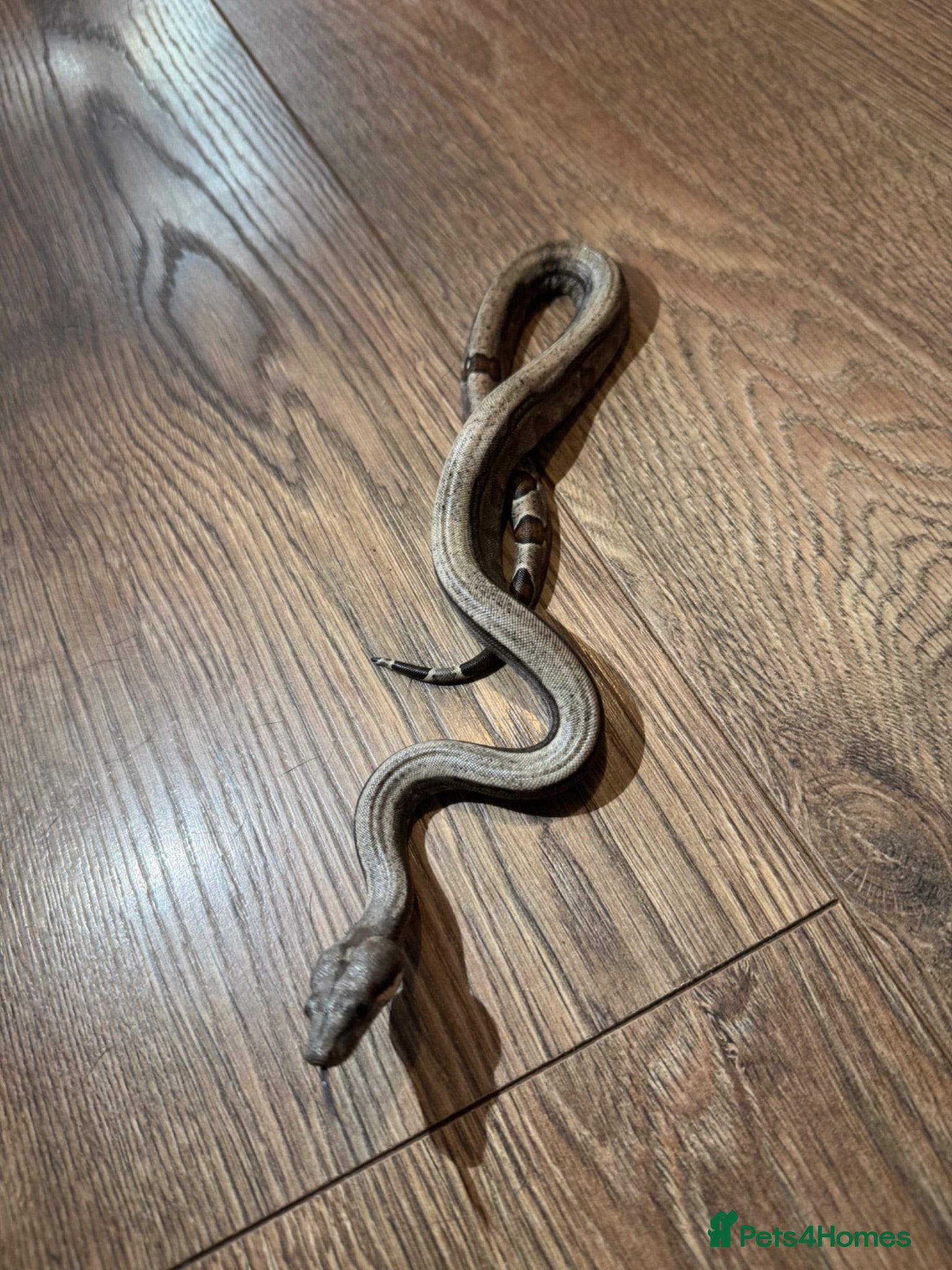 Boa Snake reptiles Sterling / super fire boa morph  - Advert 1
